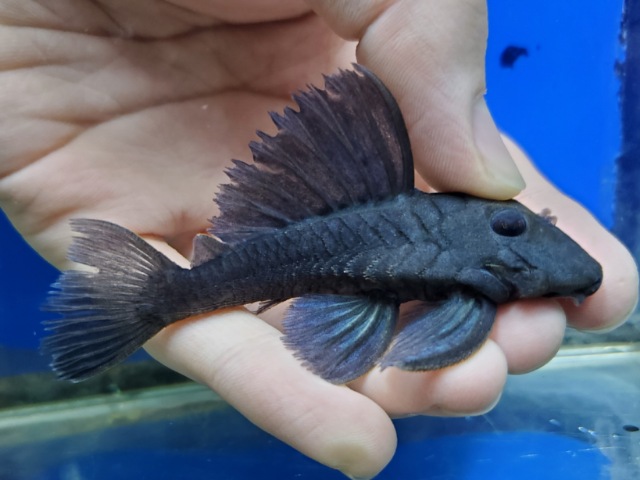 ブルーフィンパナクエ　2026年2月入荷！