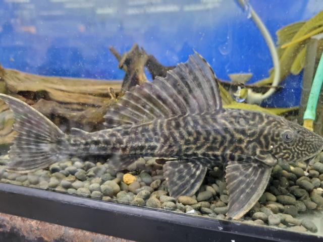 トリニダードプレコ