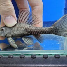 アーマードプレコ　プルス　2026年2月入荷！