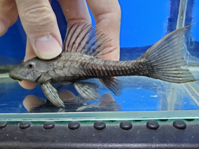 アーマードプレコ　プルス　2026年2月入荷！