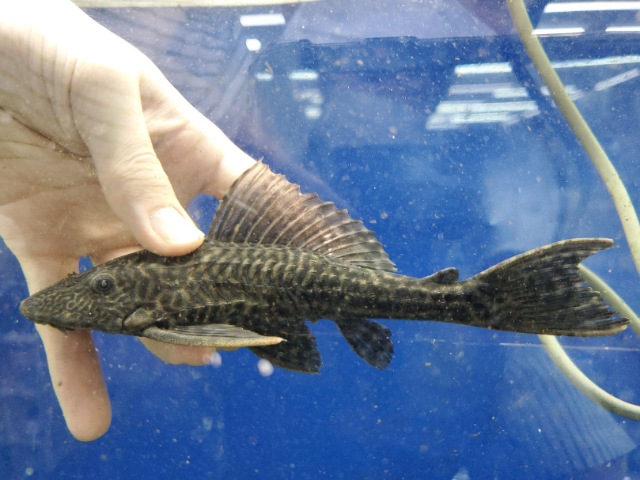 トリニダードプレコ