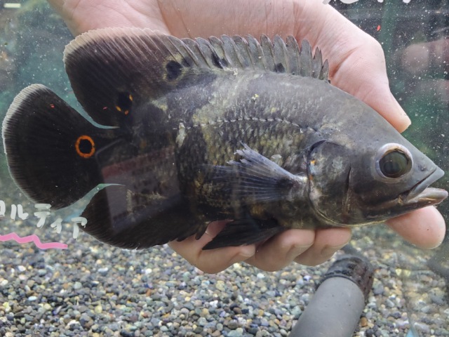 ワイルドオスカー　リオバラウナ　2026年2月入荷！