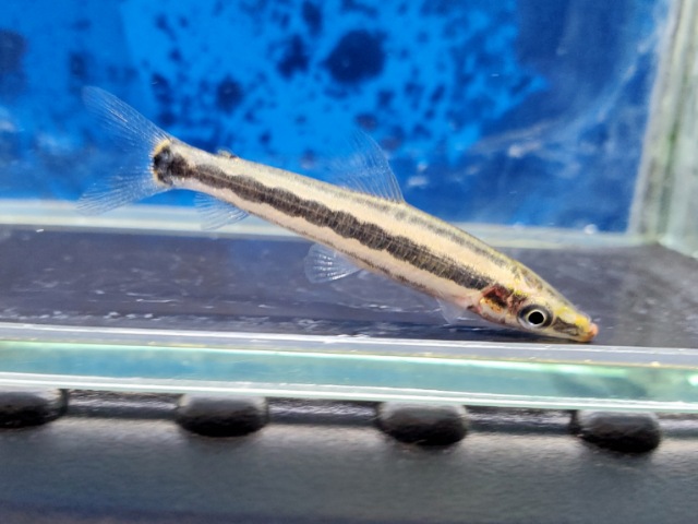 アノストムスアノストムス