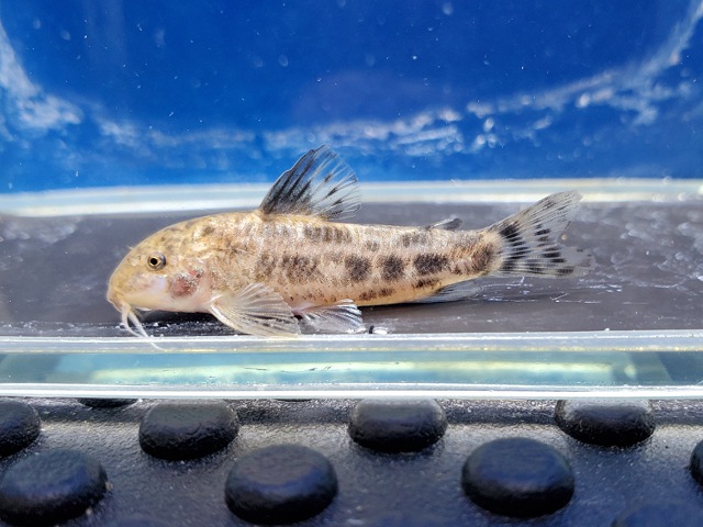 アスピドラス　アルバーティ