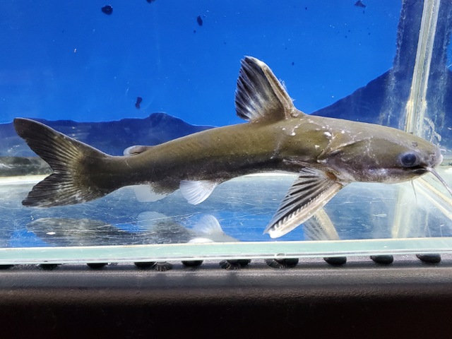 メガマウスキャット