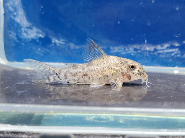 コリドラス sp. アチニンガ