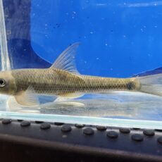 ガラ　インベルンバ　中国　2026年3月入荷！