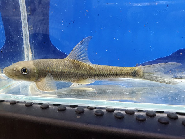 ガラ　インベルンバ　中国　2026年3月入荷！