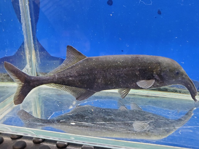 カンピロモルミルス sp.