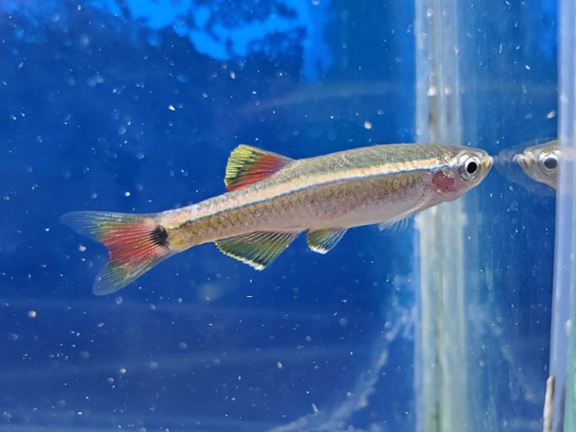 タニクティスsp.