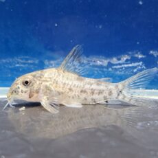 コリドラス sp. アチニンガ　2026年3月入荷！