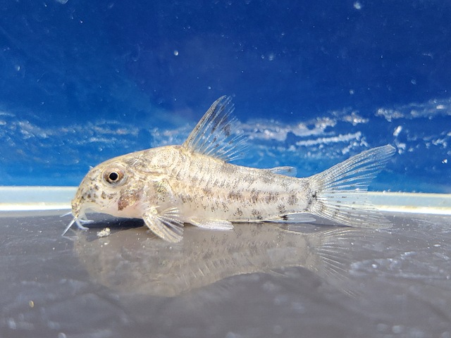 コリドラス sp. アチニンガ　2026年3月入荷！