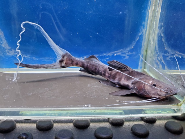 バンデッドピラムターバ