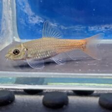 レッドテールガラ　2026年3月入荷！