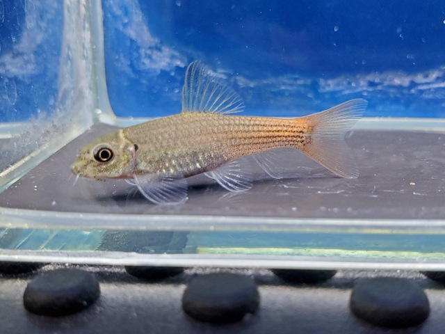 レッドテールガラ　2026年3月入荷！