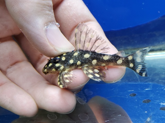 ファンシースポットペコルティア　ビッグスポット