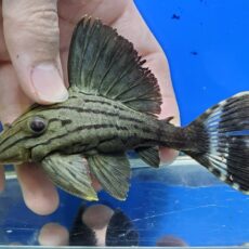 グリーンロイヤルプレコ　2026年3月入荷！