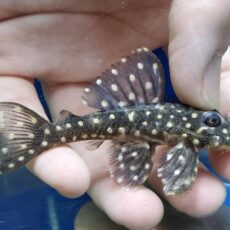 オリノコスタークラウンプレコ　大特価！