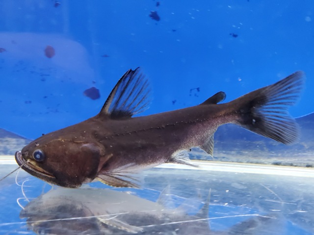 バトラクスキャット