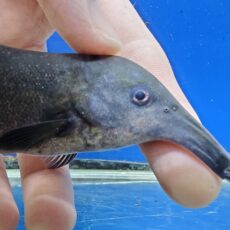 カンピロモルミルス sp.　2　ヌメニウス？　2026年2月入荷！