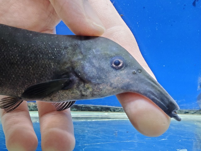 カンピロモルミルス sp.　2　ヌメニウス？　2026年2月入荷！