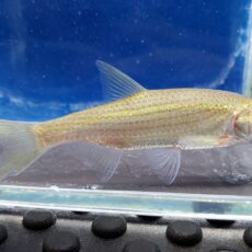 メトジア　リネアータ　中国　2026年3月入荷！