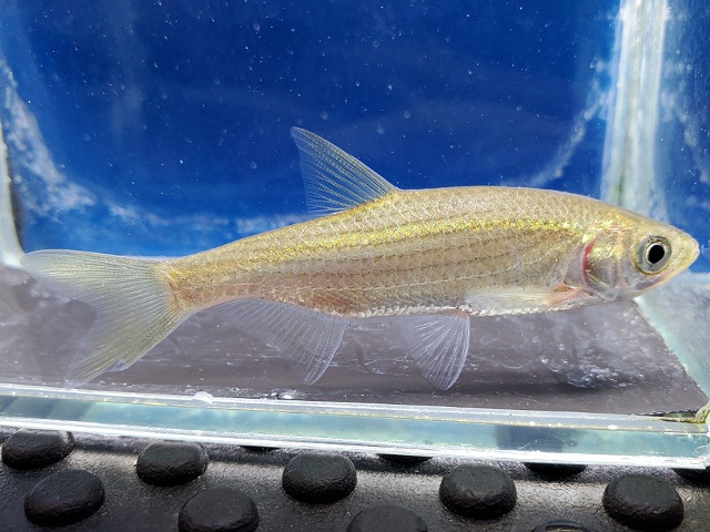 メトジア　リネアータ　中国　2026年3月入荷！