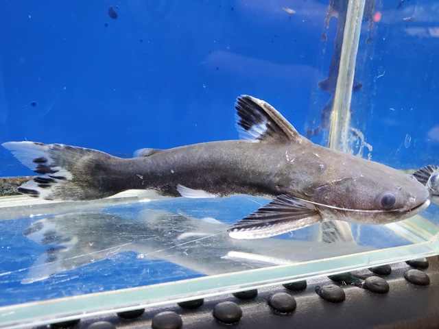 メガマウスキャット