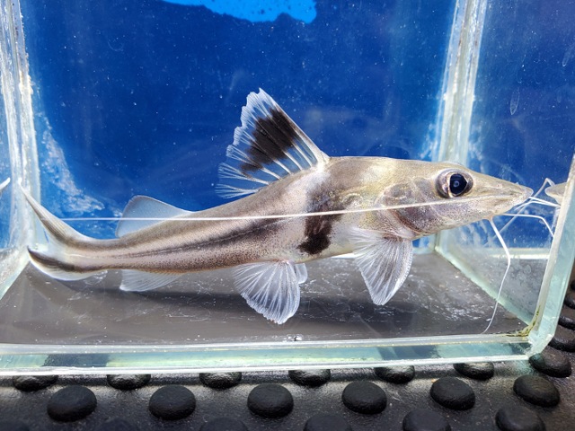 スピンドルキャット