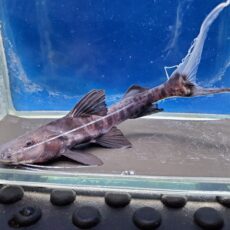 バンデッドピラムターバ　2　2026年3月入荷！