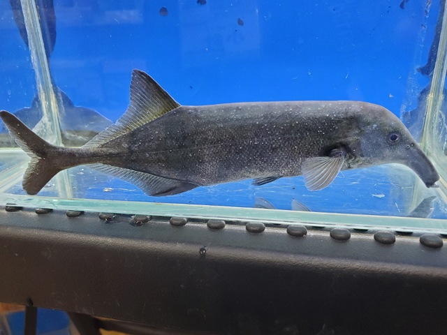 カンピロモルミルスsp.