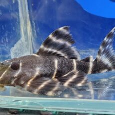 エンペラーペコルティア　2026年3月入荷！