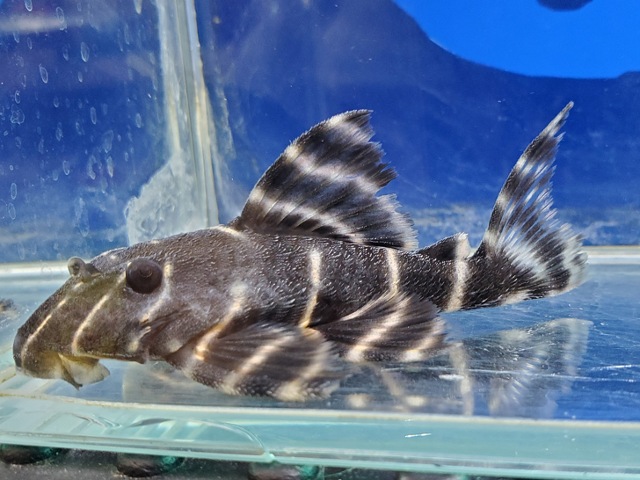 エンペラーペコルティア　2026年3月入荷！