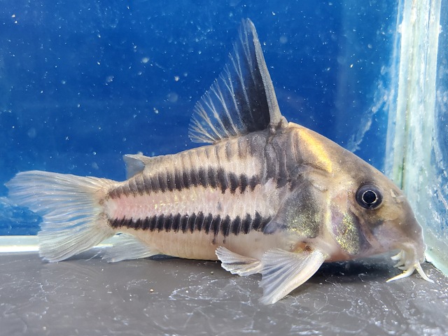 コリドラス　スーパーパラレルス