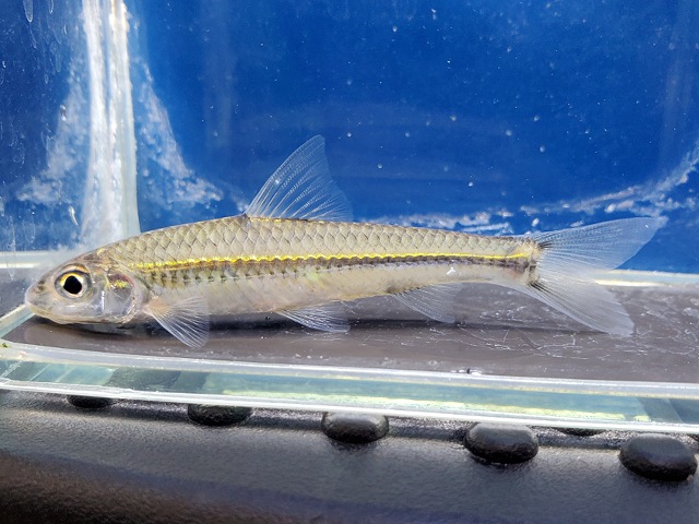 スクアリドゥス sp.