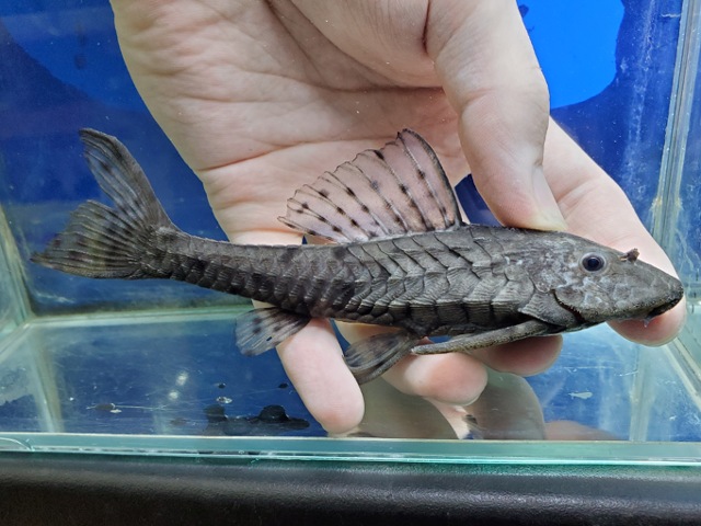 アーマードプレコ