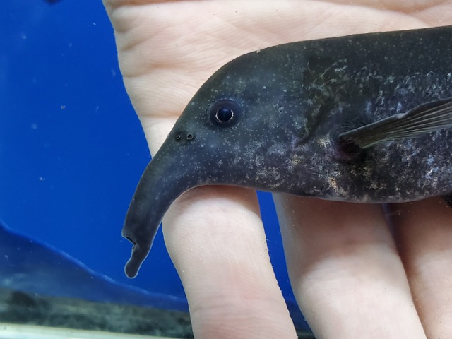 カンピロモルミルス sp.