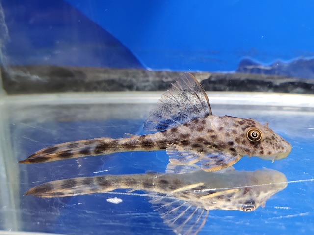 スポットコクリオドン