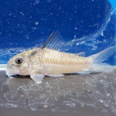 コリドラス　ヴィクトリア　ローライマ　2　2026年2月入荷！