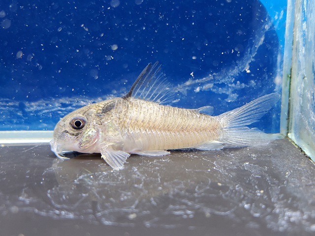 コリドラス　ヴィクトリア　ローライマ　2　2026年2月入荷！