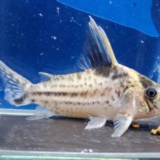 コリドラス　ロブスタス　フマイタ　ヒレ欠け　2026年2月入荷！