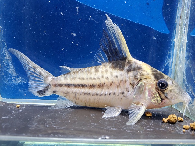 コリドラス　ロブスタス　フマイタ　ヒレ欠け　2026年2月入荷！