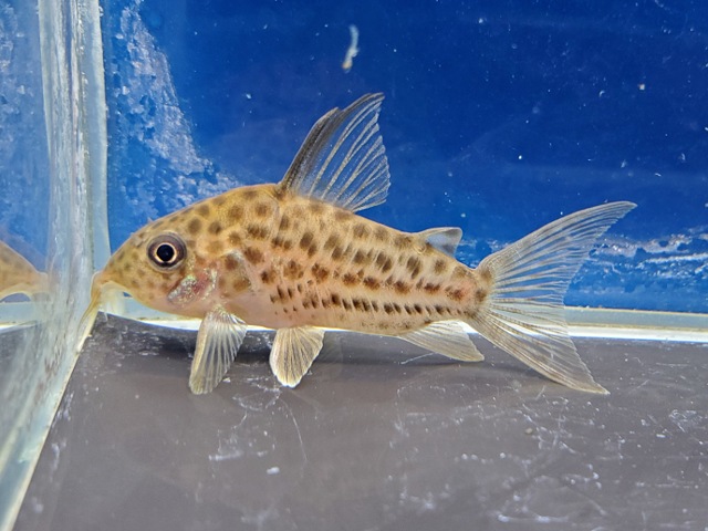 コリドラス　セミロングノーズラージスポットアラグアイエンシス