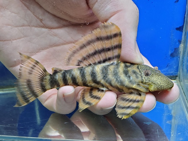 ラビリンスタイガープレコ