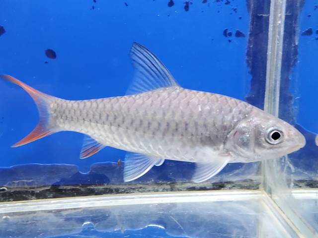 ラベオバルブス　マラガリシー