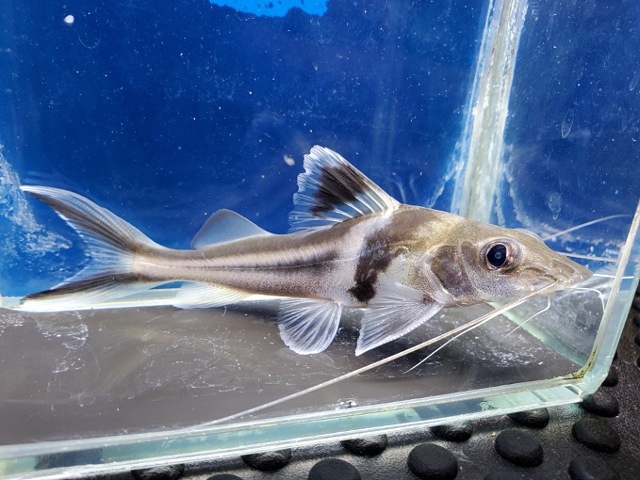 スピンドルキャット　ペルー　2025年入荷！