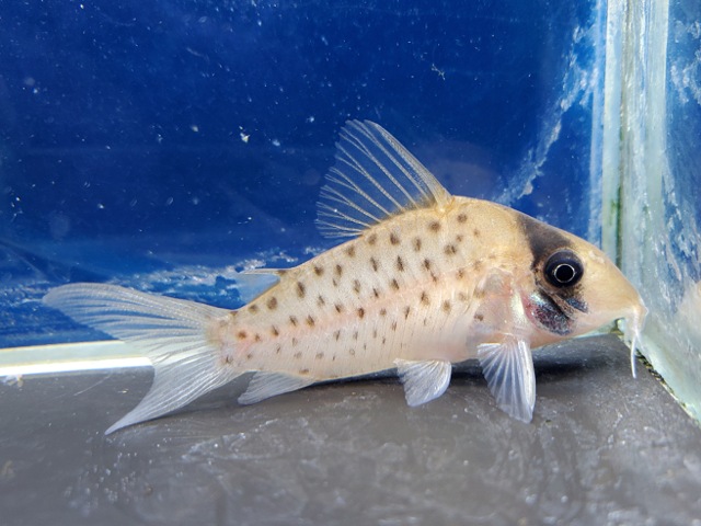 コリドラス　ロングノーズシクリ