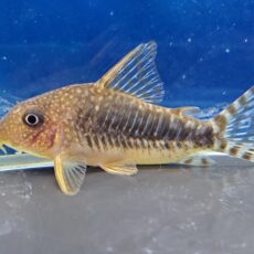 コリドラス　ロングノーズゴッセイ　2025年入荷！