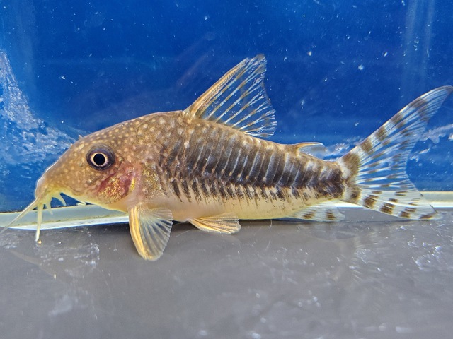 コリドラス　ロングノーズゴッセイ　2025年入荷！