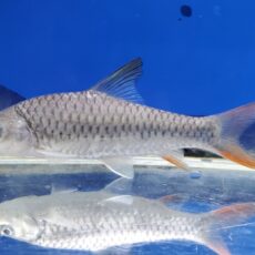 ラベオバルブス　マラガリシー　1　2026年3月入荷！